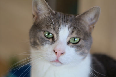 Close-up portrait of cat at home