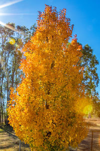 Close-up of autumn tree