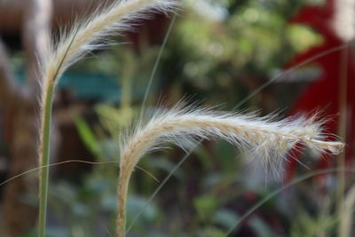 Close-up of stalks in field