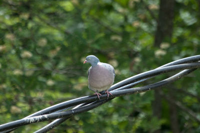 Close-up of bird perching on branch