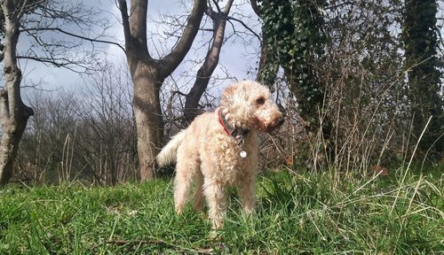 Dog in a field