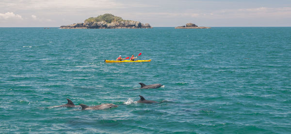 People kayaking by dolphins swimming in sea