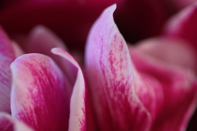 Close-up of pink rose flower