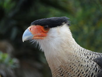 Close-up of a bird looking away