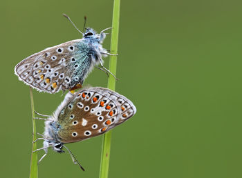 Two butterflies mating