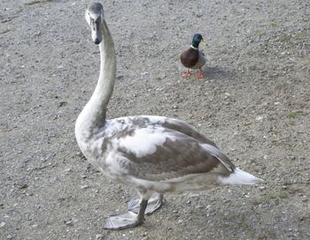 Close-up of birds