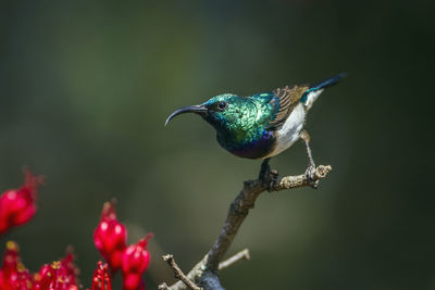 Close-up of bird perching on branch