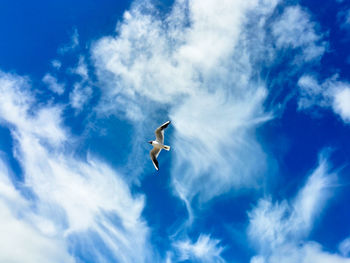 Low angle view of black-headed gull flying in cloudy sky