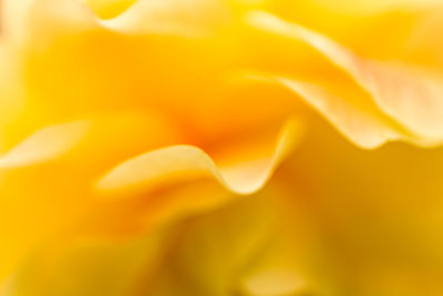 Full frame shot of yellow flower