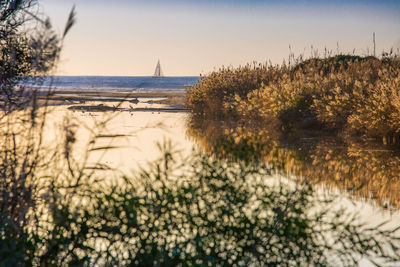 Plants growing on beach against clear sky