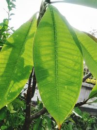 Close-up of green leaves