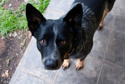 Close-up portrait of black dog