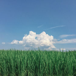 Scenic view of wheat field against blue sky