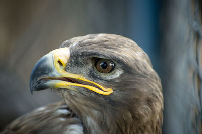 Close-up of eagle against blurred background