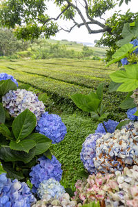 Close-up of purple flowering plants in park