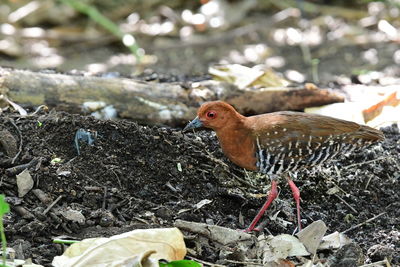 Close-up of a bird on field