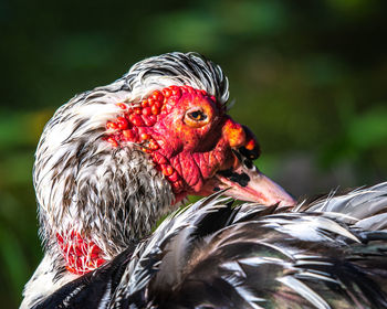 Close-up of a bird