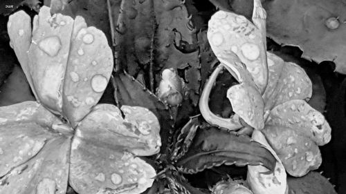 Close-up of water drops on flower