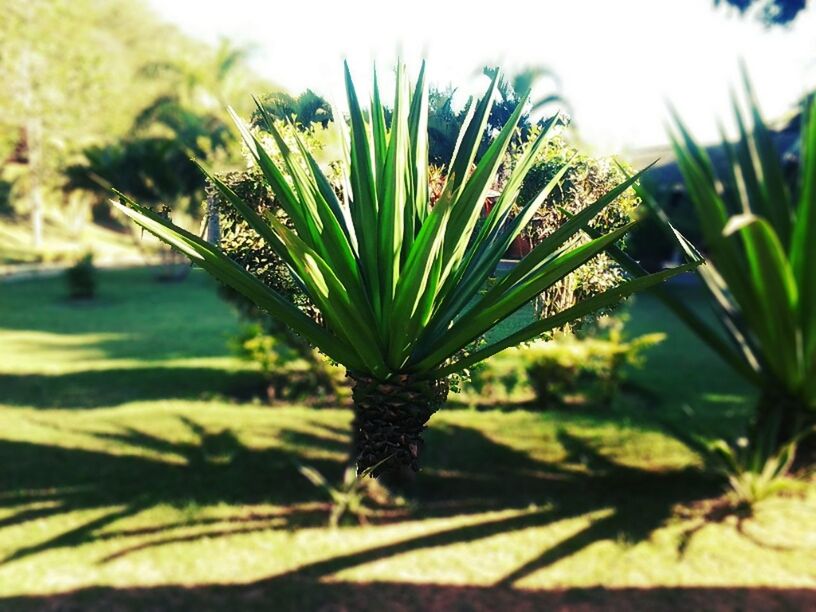 growth, plant, leaf, close-up, nature, green color, focus on foreground, tranquility, selective focus, beauty in nature, growing, day, sunlight, outdoors, water, no people, freshness, green, field, grass