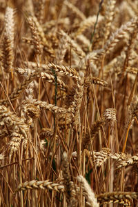 Close-up of stalks in field