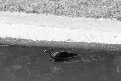 High angle view of bird in shallow water