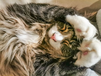 High angle view of cat sleeping