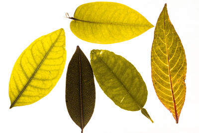 Close-up of leaves against white background