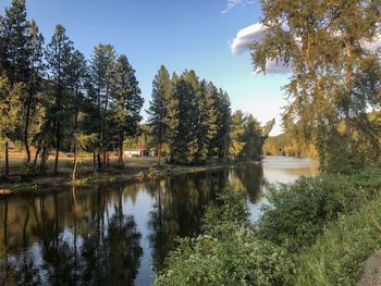 Scenic view of lake in forest against sky