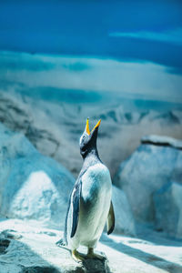 Penguin on snow