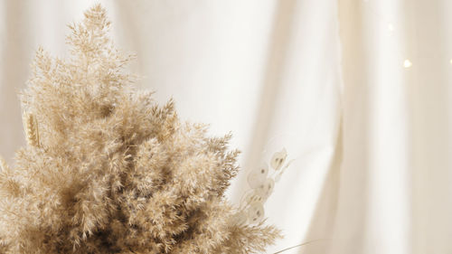 Pampas grass are collected in a bouquet for room decor. bouquet of dried flowers. 
