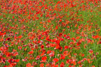 Close-up of red poppy flowers on field