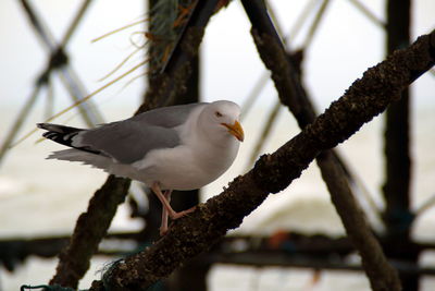 Sea bird on barnacled pier 