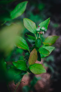 Close-up of green plant