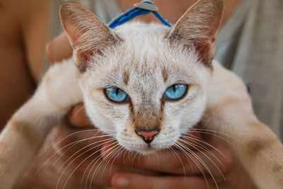 Cute siamese cat with piercing blue eyes