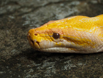 Picture of a albino python snake head on a park. 