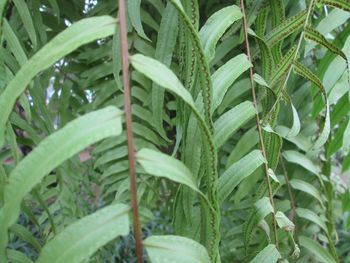 Close-up of fresh green plants