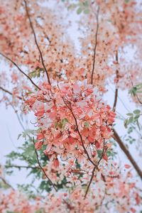 Low angle view of cherry blossoms on tree