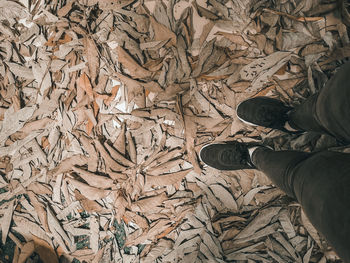 Low section of man standing on dry leaves