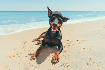 Dog on beach