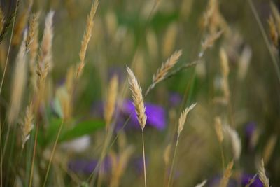 Close-up of purple flowers blooming in field