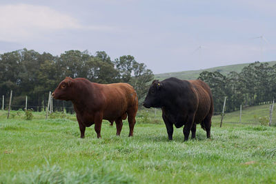 Horse grazing on grassy field