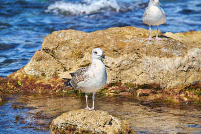 Seagull perching on rock