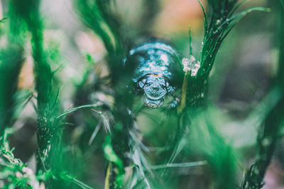 Close-up of spider on plant