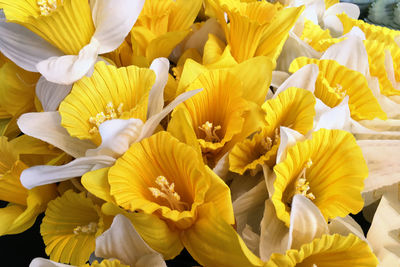 Close-up of yellow flowering plant