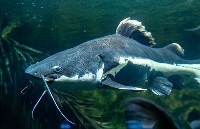 Fish swimming in sea