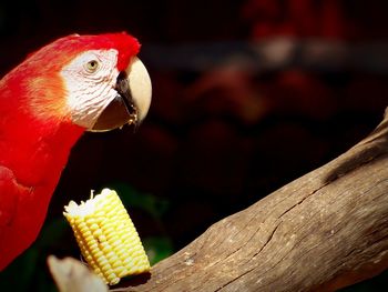 Close-up of bird