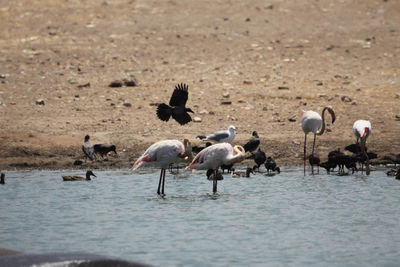 Birds in lake on sunny day