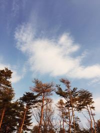 Low angle view of trees against blue sky