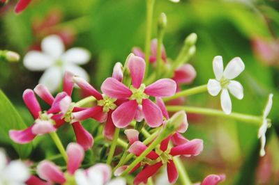 Close-up of flowers blooming outdoors