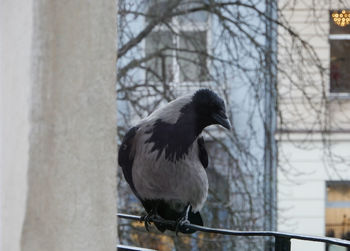 Close-up of bird perching on snow